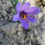 팜스테이 Podere San Quirico 카스텔누오보베라덴가